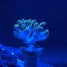 jayspadesreef
