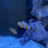 reeferdugong