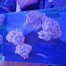 StonyReefer