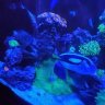 Trigger fish