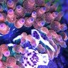 Fish Dr. D