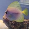 ReefSakes