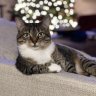 iamacat