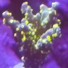 sideofreef