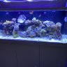 TheDalyReef