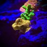 50_lagoon_reefing