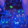 Coralkeeper23