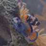 dr.fish123