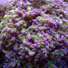 ReefMan692