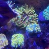 Bd.reef