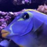 850reef