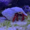 shootingstar_reef