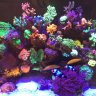 Mothys mixed reef