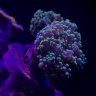 Cats__reef