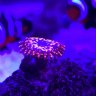 ReeferDave79