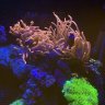 3diamondzreef