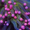 ReefMagnet