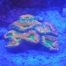 Jimmy's Reef