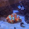 CRABDADDY