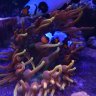 Flipsea87