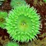Steve_Reef
