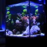 Tim'sReef