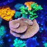 Reefweaver