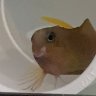 Midasblen