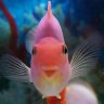 ReefingMom