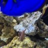 dioncuda