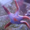 sabeypets