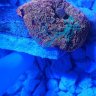 Zoacoral