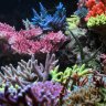 SamsReef