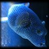 BluePuffer
