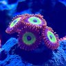 SaltyReefs