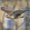 Hawk23