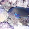 AzoresReef