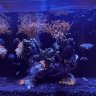 RedlineCoral