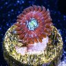 Rx_Coral