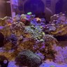 FishLips