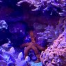 TorontoStarfish