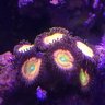 SandersReef