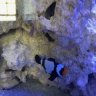 ReefWelder