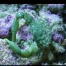 GotCrabs