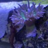 StoneNeo82