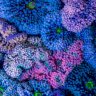 Livingartprints