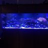 Fish Think Pink