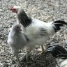 phyllsfarmfamily