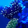 Unstablereef