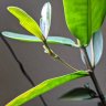 TheLastMangrove